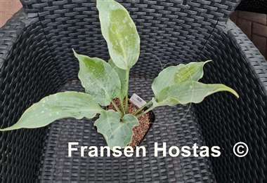 Hosta Tears in Heaven